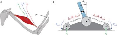 insideOut: A Bio-Inspired Machine Learning Approach to Estimating Posture in Robots Driven by Compliant Tendons